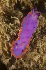 Mexichromis macropus