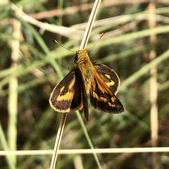 Taractrocera papyria agraulia