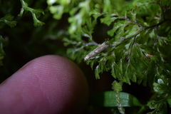 Thiotricha tetraphala