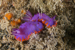 Mexichromis macropus