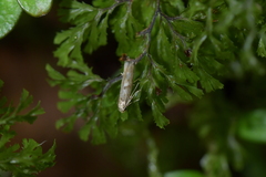 Thiotricha tetraphala
