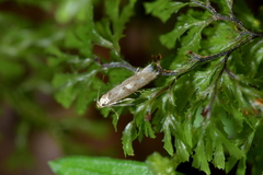 Thiotricha tetraphala
