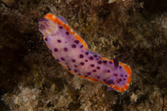 Mexichromis mariei