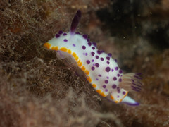Mexichromis mariei