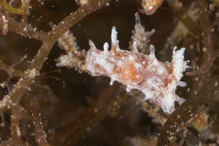 Okenia