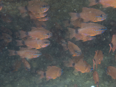 Ostorhinchus fleurieu