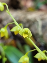 Dendrobium monophyllum