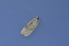 Phaeosaces compsotypa