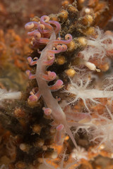 Phyllodesmium poindimiei