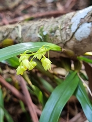 Dendrobium monophyllum