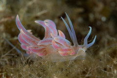 Phyllodesmium poindimiei