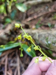 Dendrobium monophyllum