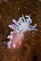 Phyllodesmium poindimiei