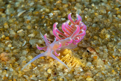 Phyllodesmium poindimiei