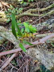 Dendrobium monophyllum