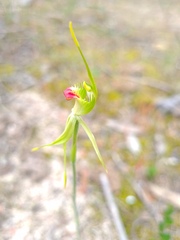 Caladenia verrucosa