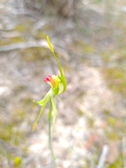 Caladenia verrucosa