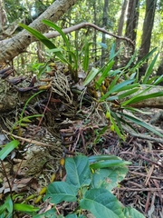 Dendrobium monophyllum
