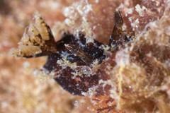 Plocamopherus ceylonicus