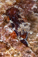 Plocamopherus ceylonicus