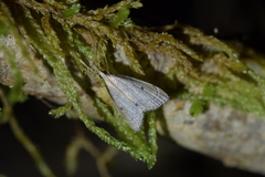 Clepsicosma iridia