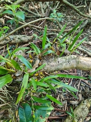 Dendrobium monophyllum