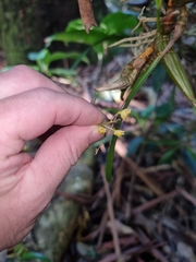 Dendrobium monophyllum