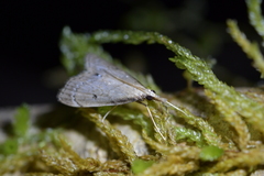 Clepsicosma iridia