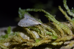 Clepsicosma iridia