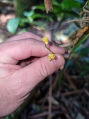 Dendrobium monophyllum