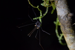 Pantopsalis cheliferoides