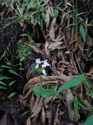 Disperis dicerochila image