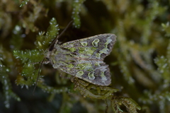 Ichneutica chlorodonta