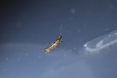 Chrysorthenches drosochalca