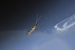 Chrysorthenches drosochalca