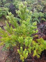 Leptecophylla robusta