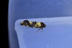 Trachypepla lichenodes