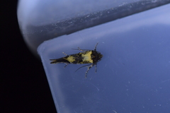 Trachypepla lichenodes