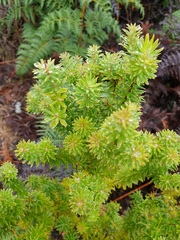 Leptecophylla robusta