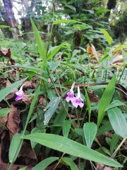 Disperis nemorosa