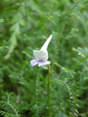 Disperis nemorosa