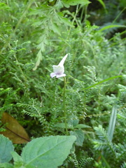Disperis nemorosa
