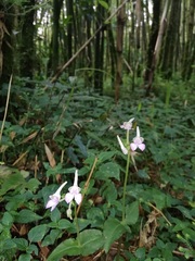 Disperis nemorosa