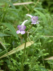 Disperis nemorosa