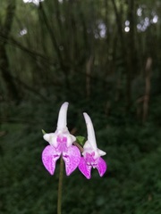 Disperis nemorosa
