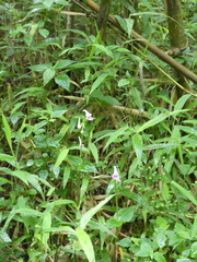Disperis nemorosa