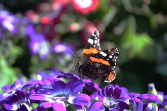 Vanessa atalanta