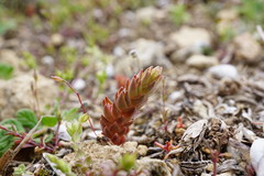 Sedum aetnense