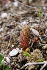 Sedum aetnense