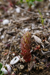 Sedum aetnense